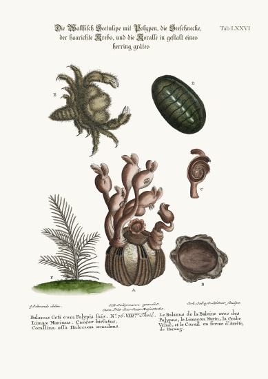 The Balanus of the Whale with Polypes, the Limax Marina, the Hairy Crab, and the Herringbone Coralli from George Edwards