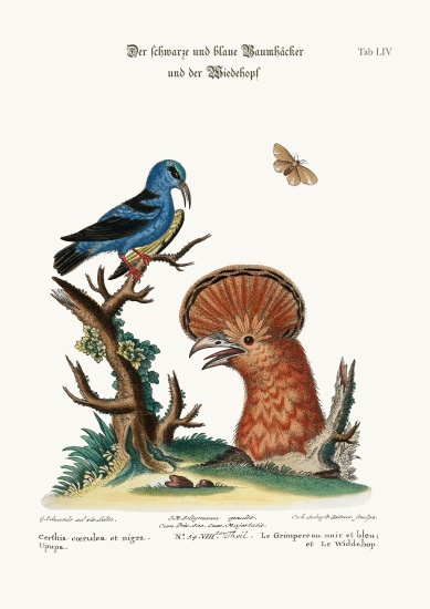 The Black and Blue Creeper, and the Hoopoe Hen from George Edwards