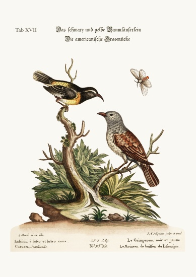 The Black and Yellow Creeper. The American Hedge-Sparrow from George Edwards