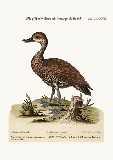 The Black-billed Whistling Duck from George Edwards