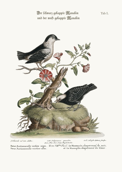 The Black-capped Manakin, and the White-capped Manakin from George Edwards