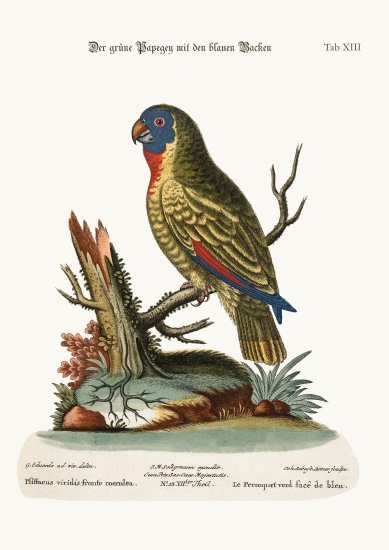 The Blue-faced Green Parrot from George Edwards