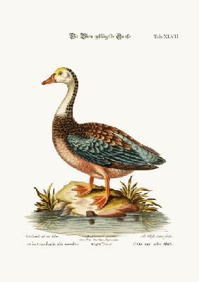 The Blue-Winged Goose