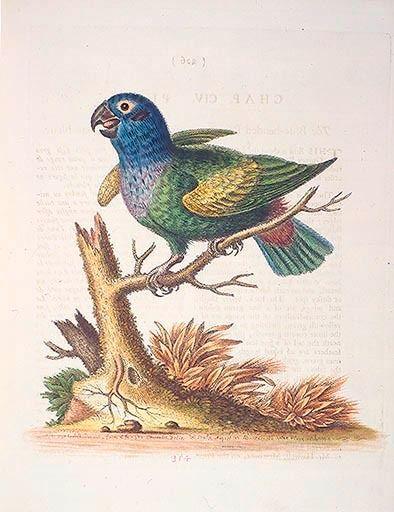 The Blueheaded Parrot. / Le Perroquet bleue from George Edwards