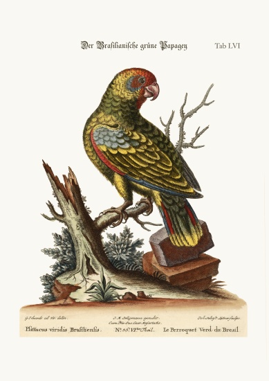 The Brasilian Green Parrot from George Edwards