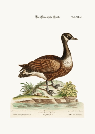 The Canada Goose from George Edwards