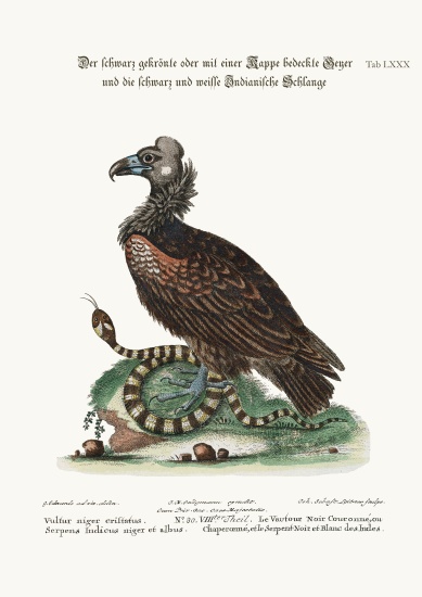 The Crested or Coped Black Vulture, and the Black and White Indian Snake from George Edwards