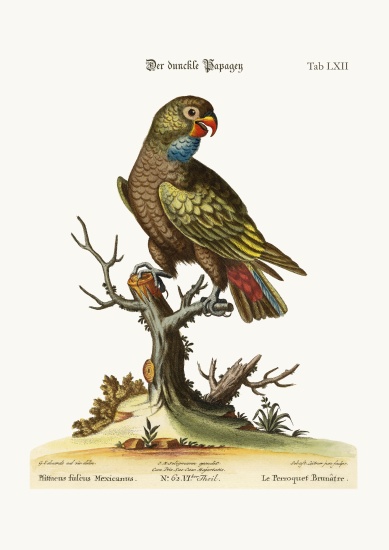 The Dusky Parrot from George Edwards