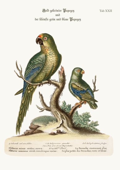 The Golden-crowned Parrakeet and the least Green and Blue Parrakeet from George Edwards