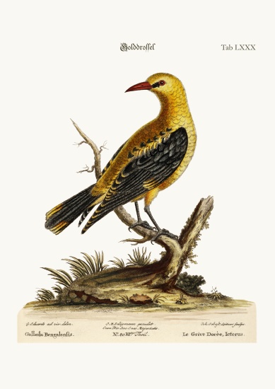 The Golden Thrush from George Edwards