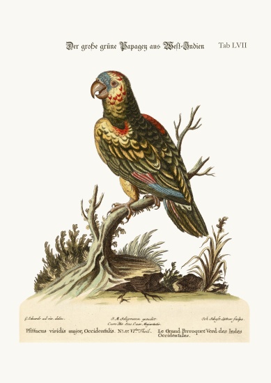 The Great Green Parrot, from the West-Indies from George Edwards