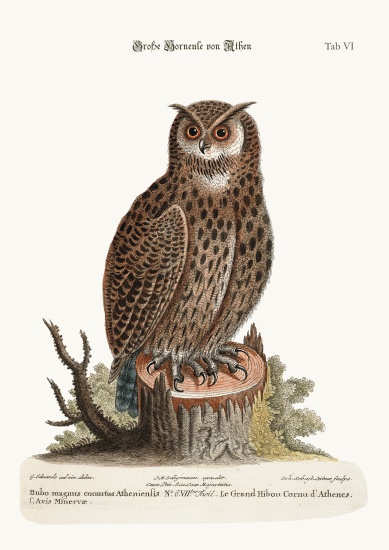 The Great Horned Owl from Athens from George Edwards