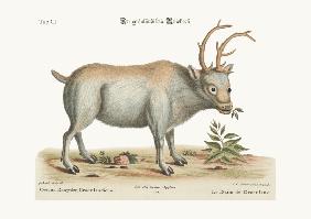 The Greenland Buck
