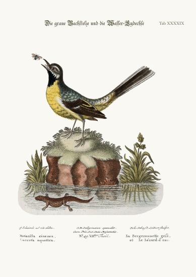 The Grey Water-Wagtail, and the Water Lizard from George Edwards
