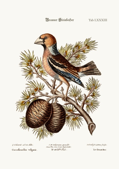 The Gros-Beak or Haw-Finch from George Edwards
