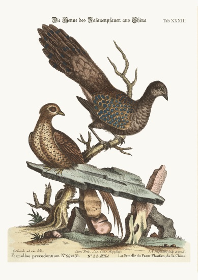 The Hen Peacock Pheasant from China from George Edwards