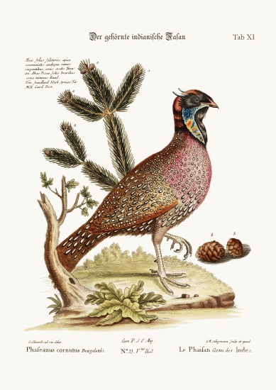 The horned Indian Pheasant from George Edwards