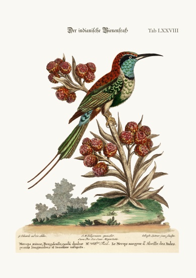 The Indian Bee-Eater from George Edwards
