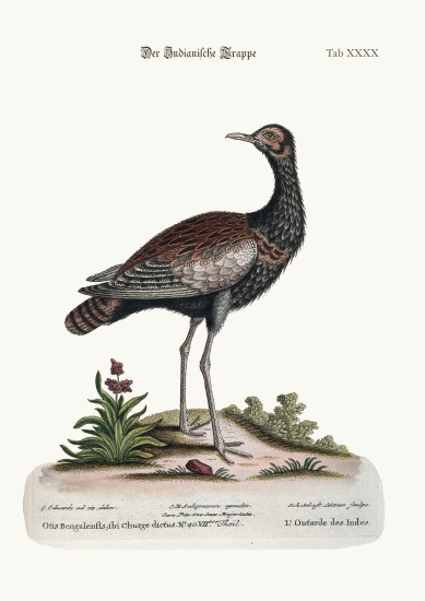 The Indian Bustard from George Edwards