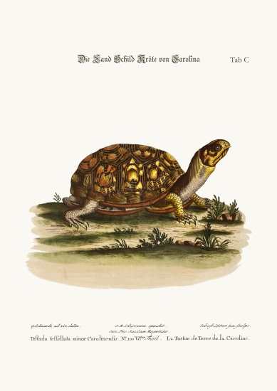 The Land-Tortoise from Carolina from George Edwards