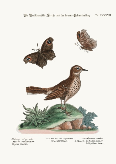 The Lark from Pensilvania, and the Brown Butterfly from George Edwards