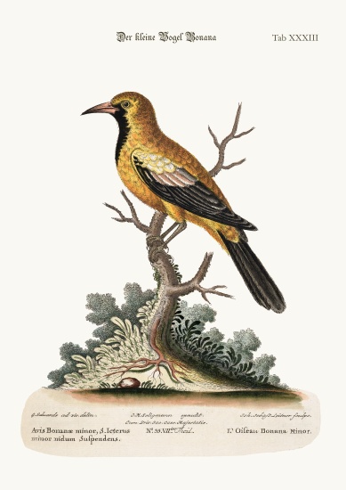 The Lesser Bonana Bird from George Edwards
