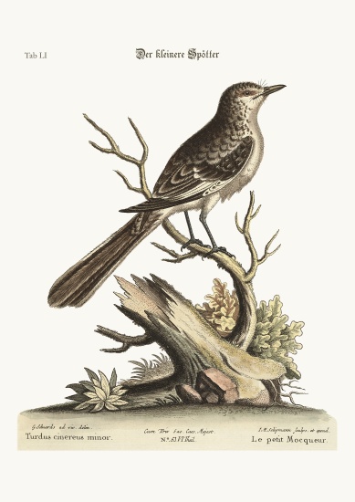 The lesser Mock-Bird from George Edwards