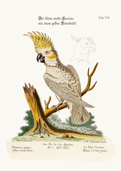The Lesser White Cockatoo with a Yellow Crest from George Edwards