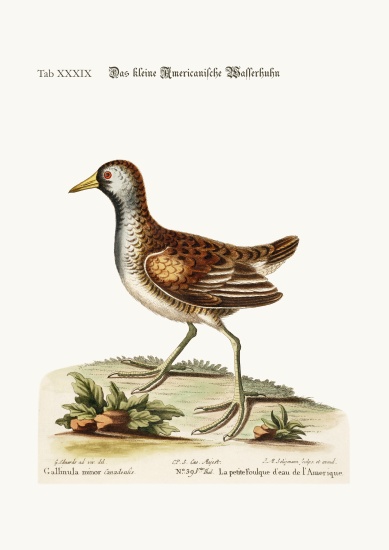 The little American Water Hen from George Edwards