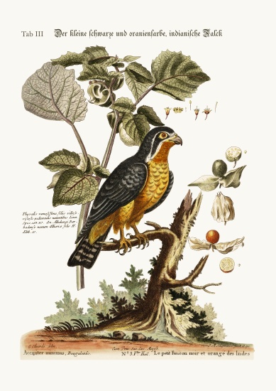 The little Black and Orange-coloured Indian Hawk from George Edwards