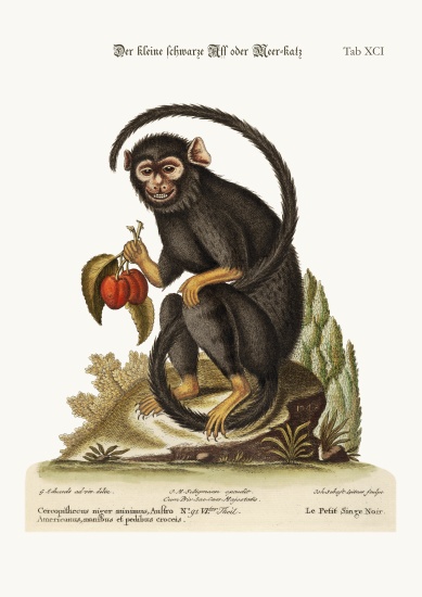 The little Black Monkey - George Edwards as art print or hand
