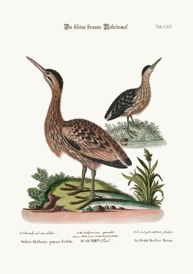 The Little Brown Bittern from George Edwards