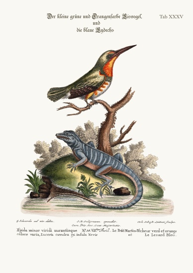 The little Green and Orange-coloured King-Fisher and the Blue Lizard from George Edwards