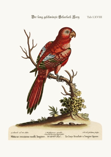 The Long-tailed Scarlet Lory from George Edwards
