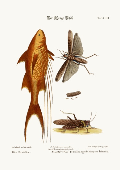 The Mango-Fish. The Great Brown Locust from George Edwards