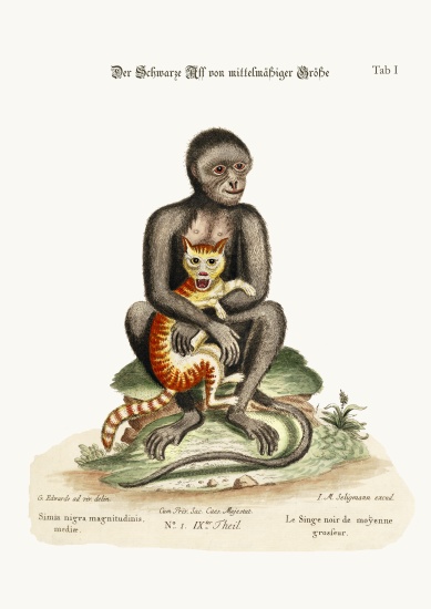 The Middle-sized Black Monkey from George Edwards