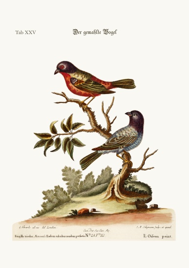 The Painted Finch from George Edwards
