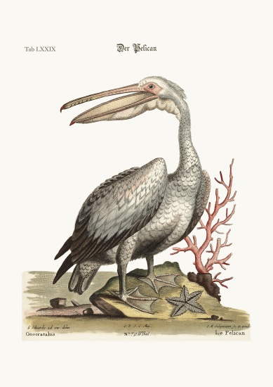 The Pelican from George Edwards