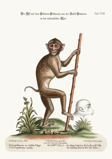 The Pig-tailed Monkey, from the Island of Sumatra, in the Indian Sea from George Edwards