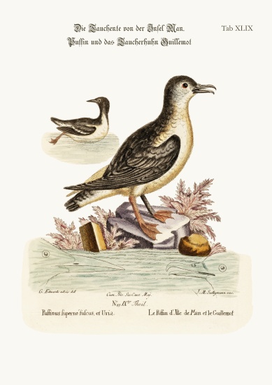 The Puffin of the Isle of Man, and the Guillemot from George Edwards