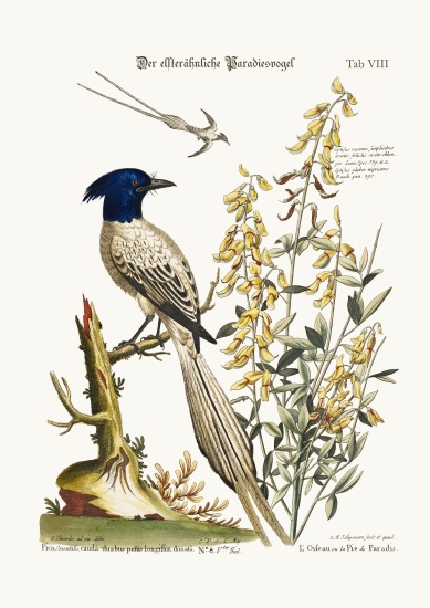 The Pyed Bird of Paradise from George Edwards