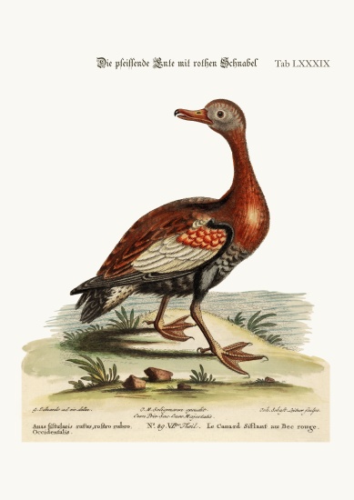 The Red-billed Whistling Duck from George Edwards
