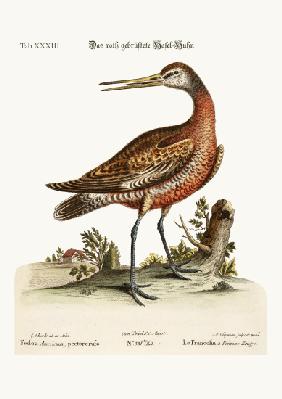 The Red-breasted Godwit