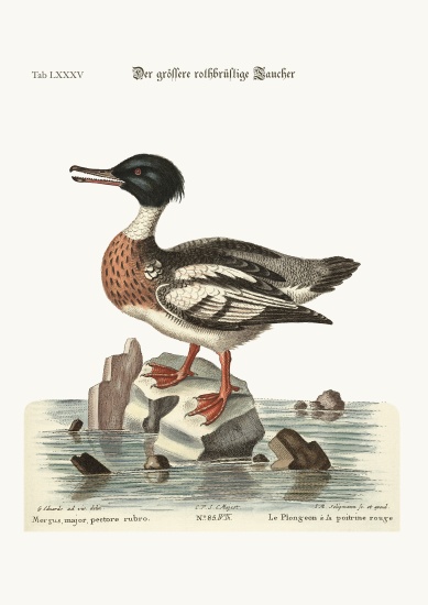 The red-breasted Goosander from George Edwards