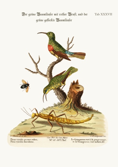 The Red-breasted Green Creeper, and the Spotted Green Creeper from George Edwards