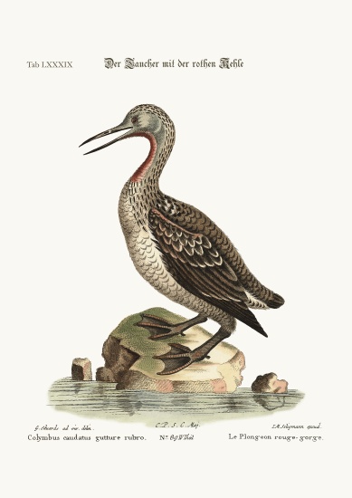 The red-throated Ducker or Loon from George Edwards