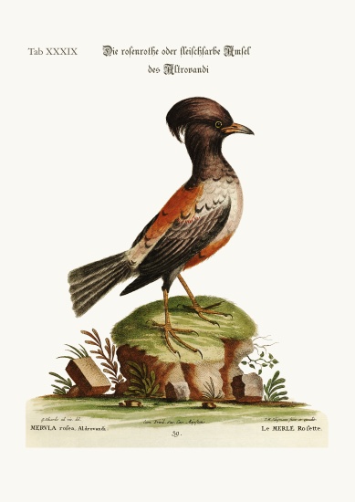 The rose or carnation-coloured Ouzel of Aldrovandi from George Edwards