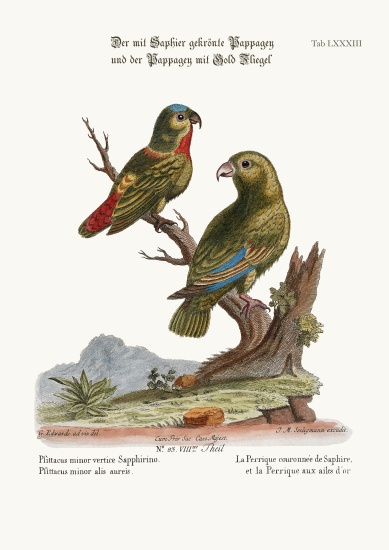 The Sapphire-crowned Parrakeet, and the Golden-winged Parrakeet from George Edwards