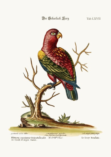 The Scarlet Lory from George Edwards
