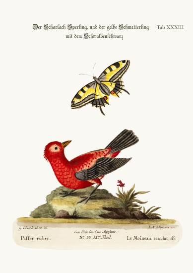 The Scarlet Sparrow and the Yellow Swallow-tailed Butterfly from George Edwards